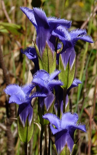 {Gentianopsis crinita}